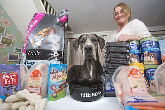 Con chó cao 2,2 mét, nặng 70kg
