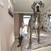 Con chó cao 2,2 mét, nặng 70kg