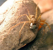 Xem cách tặng quà "cưa cẩm" bạn tình của một loài nhện