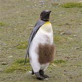Chim cánh cụt hoàng đế thay lông
