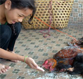 Hai trường hợp tử vong vì cúm H5N1 tại Campuchia