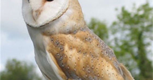 Nghe "giọng thật" dị hợm của các loài động vật