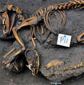 Chó được chôn tập thể ở Mexico