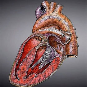 Phương pháp "hồi sinh" trái tim chỉ bằng một mũi tiêm