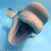 Cá voi thích chụp ảnh đùa giỡn với thợ lặn