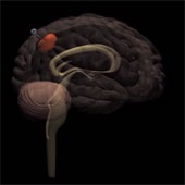 Video: Chữa u não bằng cách câu tế bào ung thư