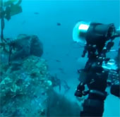 Video: Bạch tuộc cướp máy ảnh từ tay thợ lặn