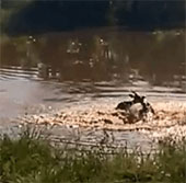 Video: Cá sấu đớp linh dương châu Phi nhanh như điện