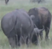 Video: Tê giác "khủng" húc tung trâu rừng