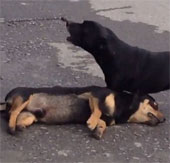 Video: chó con ra sức lay bạn dậy sau tai nạn giao thông 