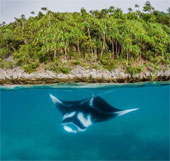 Indonesia thành lập khu bảo tồn cá đuối lớn nhất thế giới