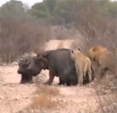Video: Đàn sư tử xẻ thịt 2 mẹ con hà mã