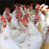 Công nghệ nuôi gà không cần kháng sinh ở Singapore