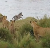 Video: Ngựa vằn thoát chết ngoạn mục trước bầy sư tử đói