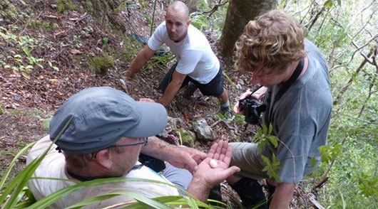 New Zealand lần đầu tiên phát hiện trứng hải âu petrel