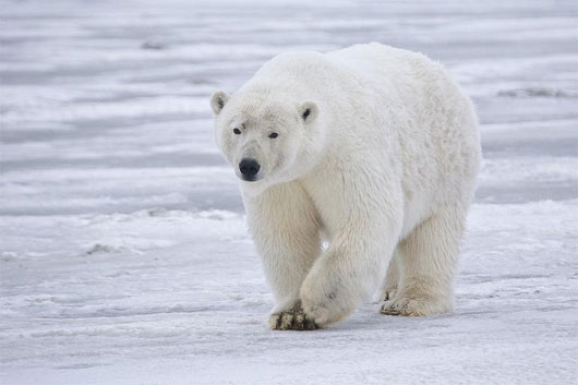 Hình ảnh Chú Gấu Trắng Bắc Cực Nhỏ Mỉm Cười Thân Thiện Ngồi Trên Tảng Băng  Và Mở Túi Quà PNG , Tô Màu Giáng Sinh, Giáng Sinh Vui Nhộn, Túi Giáng