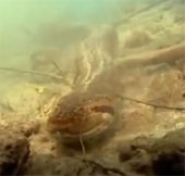 Video: Xem trăn khổng lồ săn cá sấu