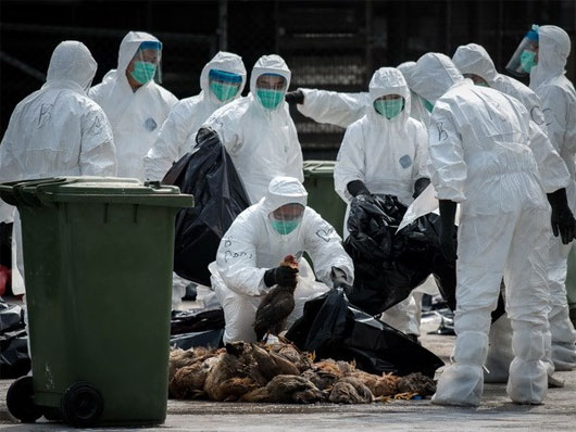 Hong Kong phát hiện thêm ca nhiễm cúm H7N9 thứ 6