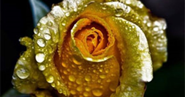 Quy trình làm hoa hồng dát vàng và bí kíp nhận biết "hàng fake"