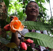 Hoa trà Việt Nam được thế giới công nhận loài mới