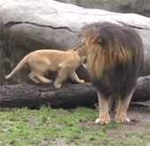 Video: 3 chú sư tử con chơi đùa với bố