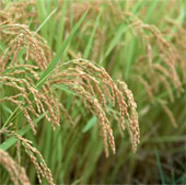 Thái Lan phát triển giống lúa thơm kháng sâu bọ, hạn hán