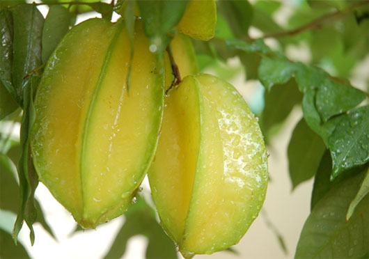 Rau quả tốt cho người viêm phổi