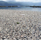Cá chết bí ẩn trên hồ núi lửa ở Indonesia 
