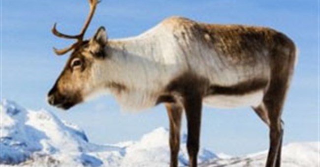 Tại sao động vật tránh đến gần cột điện cao thế?