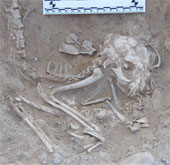 Tìm thấy xương mèo 5.600 năm tuổi ở Ai Cập