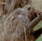 Video: Sư tử tấn công khỉ baboon