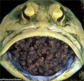 Cá jawfish đực ấp tới 400 quả trứng trong miệng
