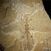 Hóa thạch cổ nhất của côn trùng hình que
