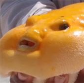 Video: Loài cá xấu xí nhất thế giới