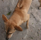 Kiên Giang bảo tồn giống chó Phú Quốc quý hiếm