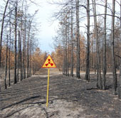Chernobyl: Rừng cây kỳ lạ 30 năm không phân hủy