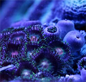 Khám phá vẻ đẹp kỳ diệu của san hô biển