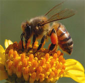 Gần 1/4 loài ong nghệ ở châu Âu có nguy cơ tuyệt chủng