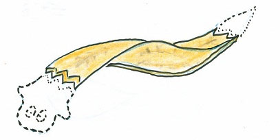 Bí ẩn loài giun 