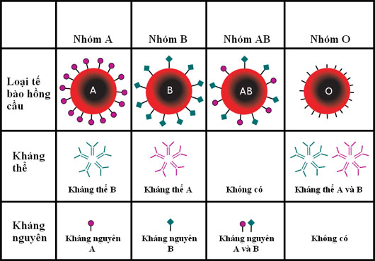 5 điều về sức khỏe có liên quan tới nhóm máu của bạn