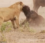 Video: Trâu rừng liều mạng đánh sư tử cứu bạn