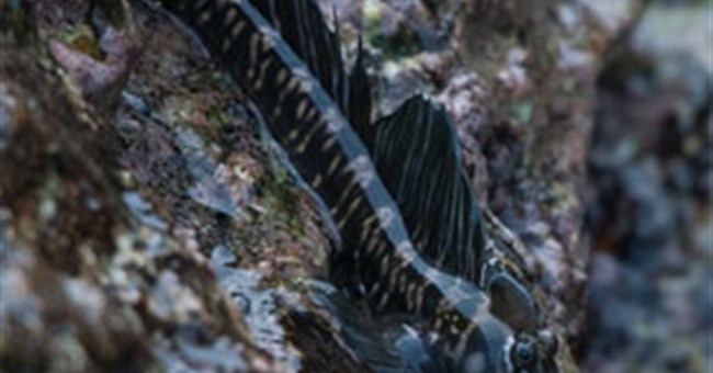 Kỳ lạ những loài cá thích đi bộ trên cạn