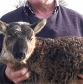 Cừu lai dê ra đời tại Ireland