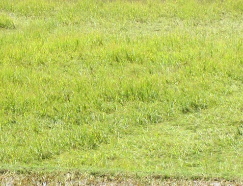 Lốc xoáy kèm mưa đá mạnh chưa từng có ở Quảng Ngãi