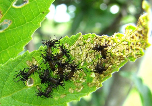 Các loại côn trùng có chiến thuật 