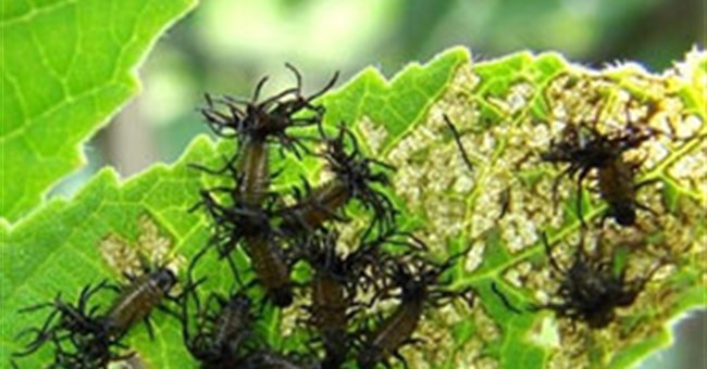 Các loại côn trùng có chiến thuật "mưu mô như con người"