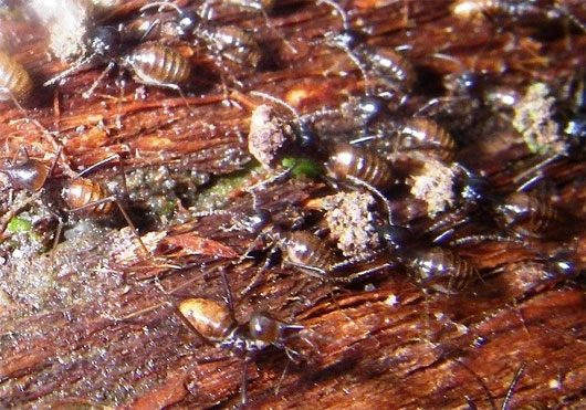 Các loại côn trùng có chiến thuật 