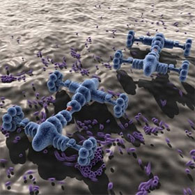 Cấy nanobot vào cơ thể gián, thử nghiệm điều trị khối u