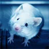 Hormone stress làm biến đổi mô não ở chuột