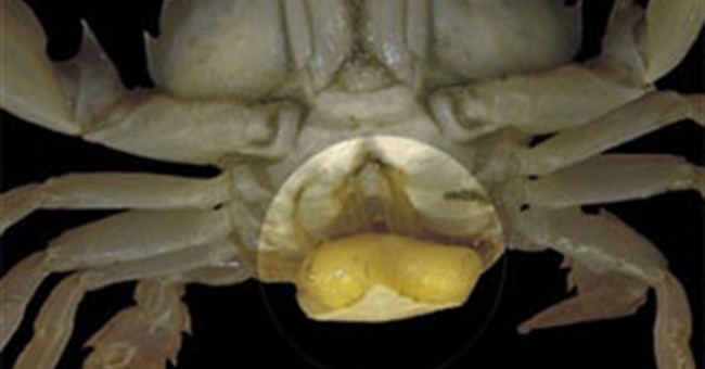 Những ký sinh trùng có khả năng chuyển giới và điều khiển loài khác